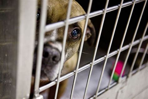 Liberty humane jersey city nj - On Tuesday, the City Council voted to approve a two-year, $87,500-per-year contract for New Jersey Animal Control and Rescue, a Lodi-based company owned by Geoff Santini, who previously had the ...
